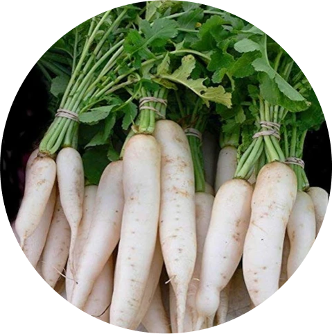 Radish F1 - Early Max 35